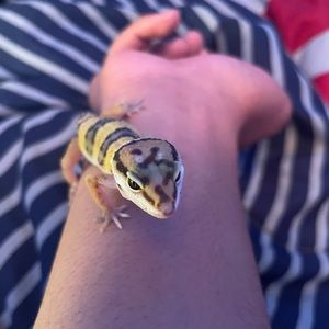 Meet your Posher, Victor